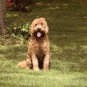 Meet your Posher, Tara